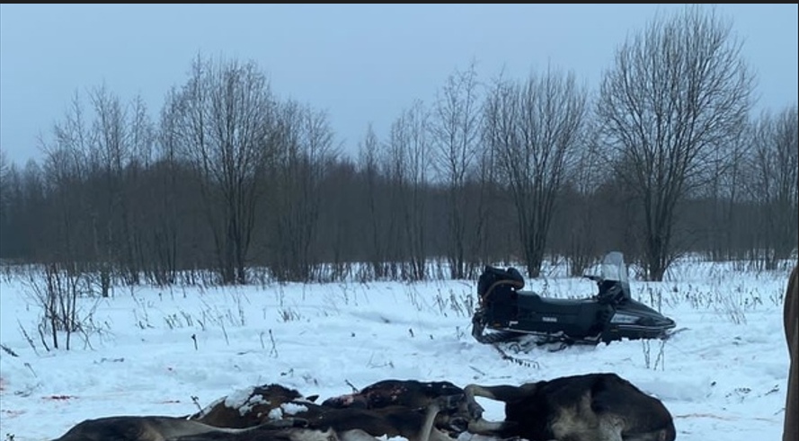 Массовое убийство лосей произошло под Ярославлем