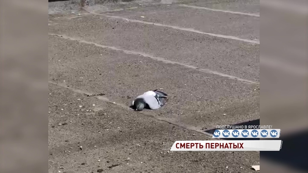 Ярославцы стали очевидцами массовой гибели голубей