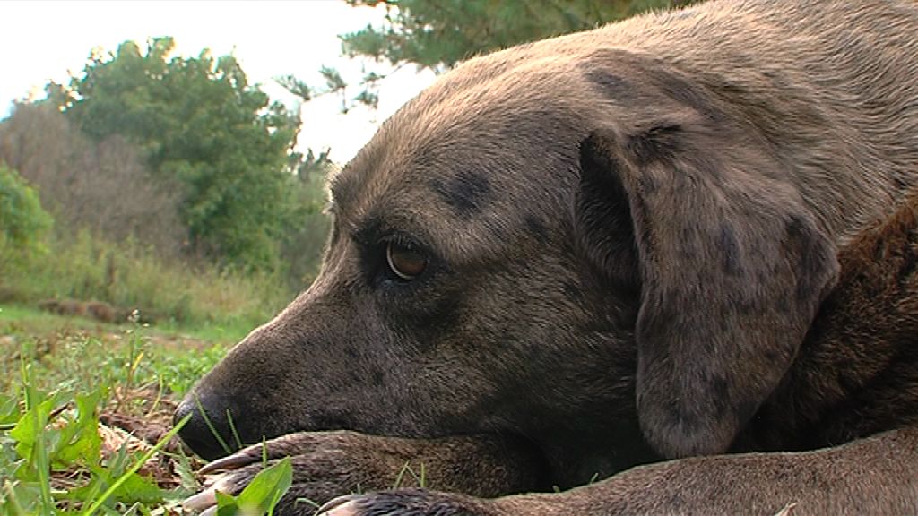 Ярославцы смогут бесплатно взять домой четвероногого друга: куда приходить