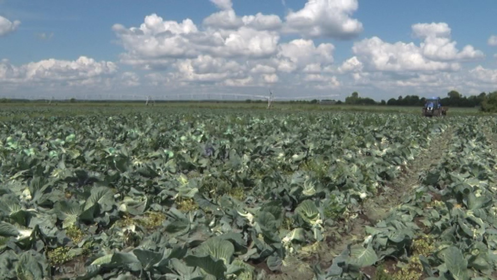 В регионе собирают первый урожай: что уже созрело и какие овощи ждать на прилавках