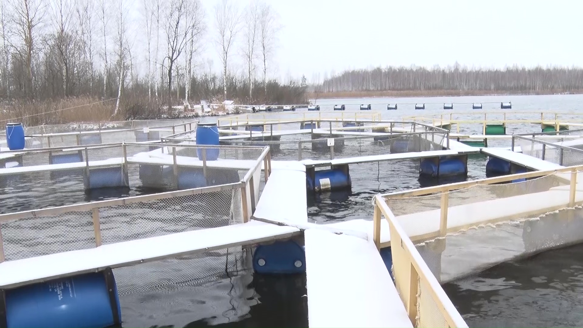 На ярославских прилавках скоро появится свой балтийский сиг