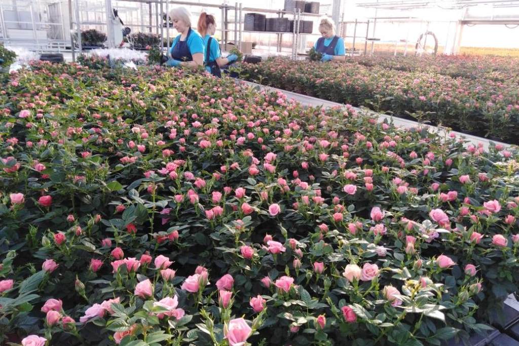 В Ярославской области начался сбор урожая закрытого грунта