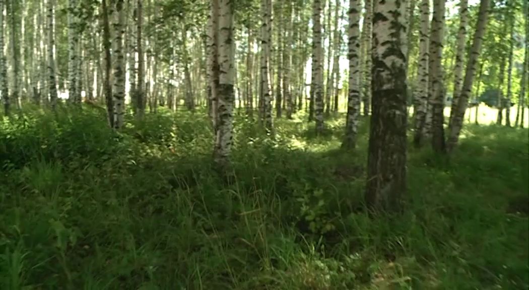 Глава Рыбинска взял под личный контроль дело о возможной застройке березовой рощи