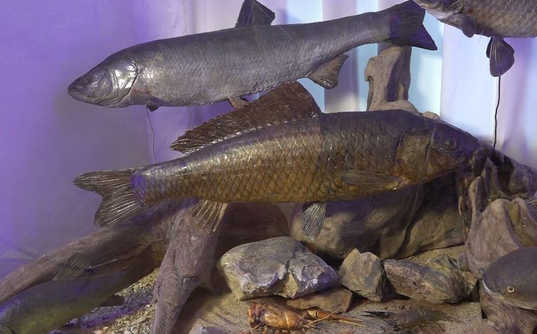 «Наша природа». О раках и ротанах