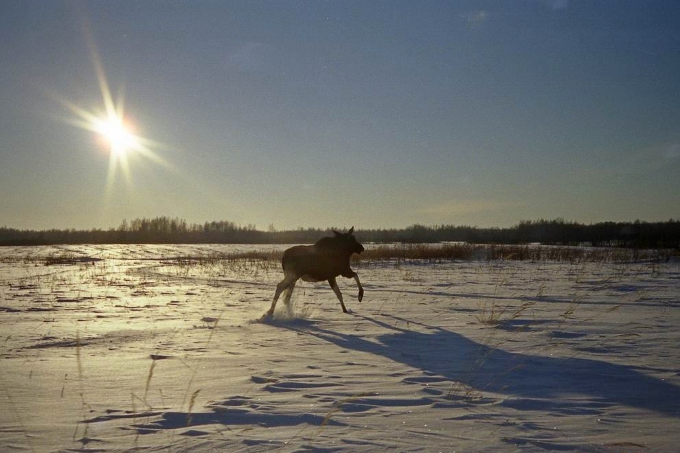 В левобережной части Тутаевского района подстрелили трех лосей