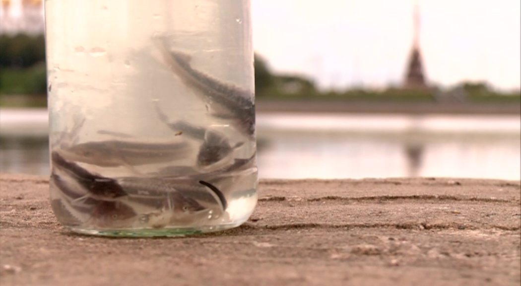 Специалисты объяснили, из-за чего погибли мальки стерляди в Волге