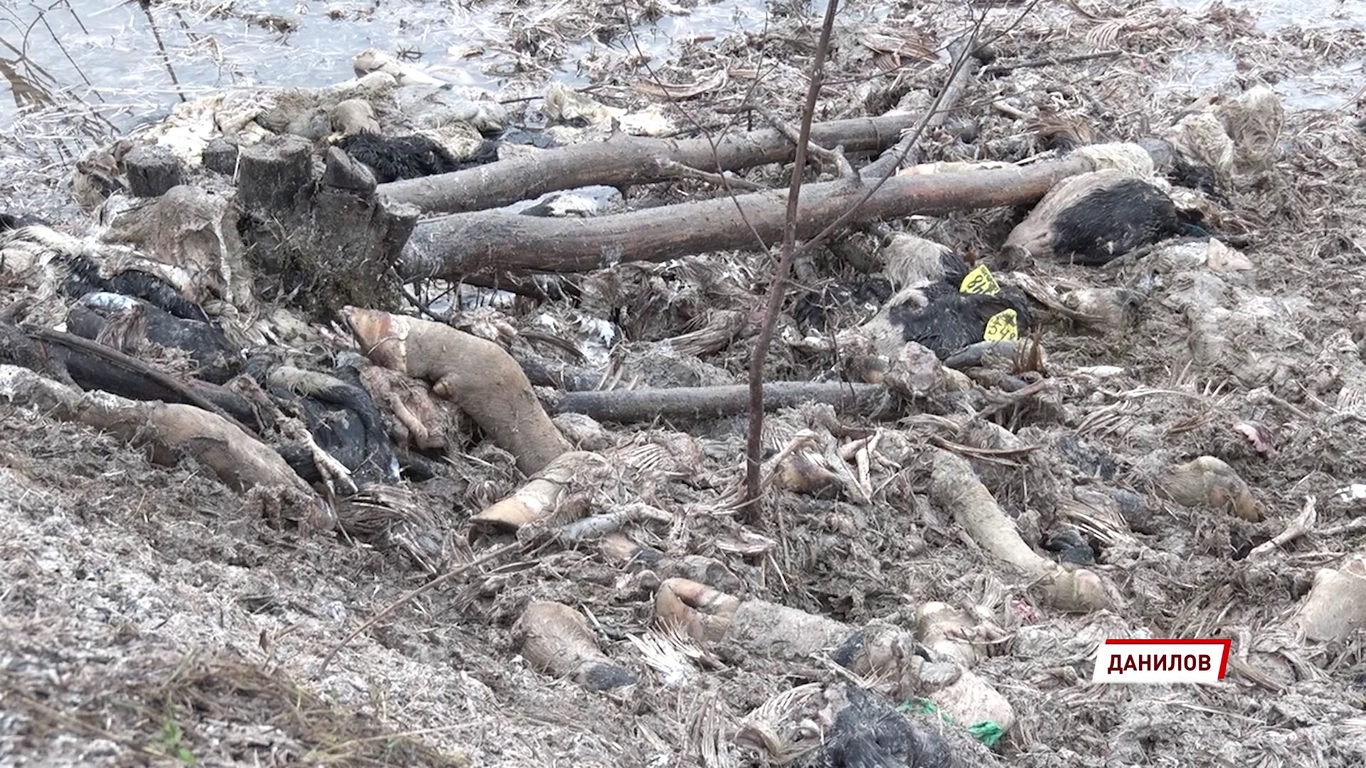 В Даниловском районе специалисты провели дезинфекцию территории, где оставляли мертвых коров