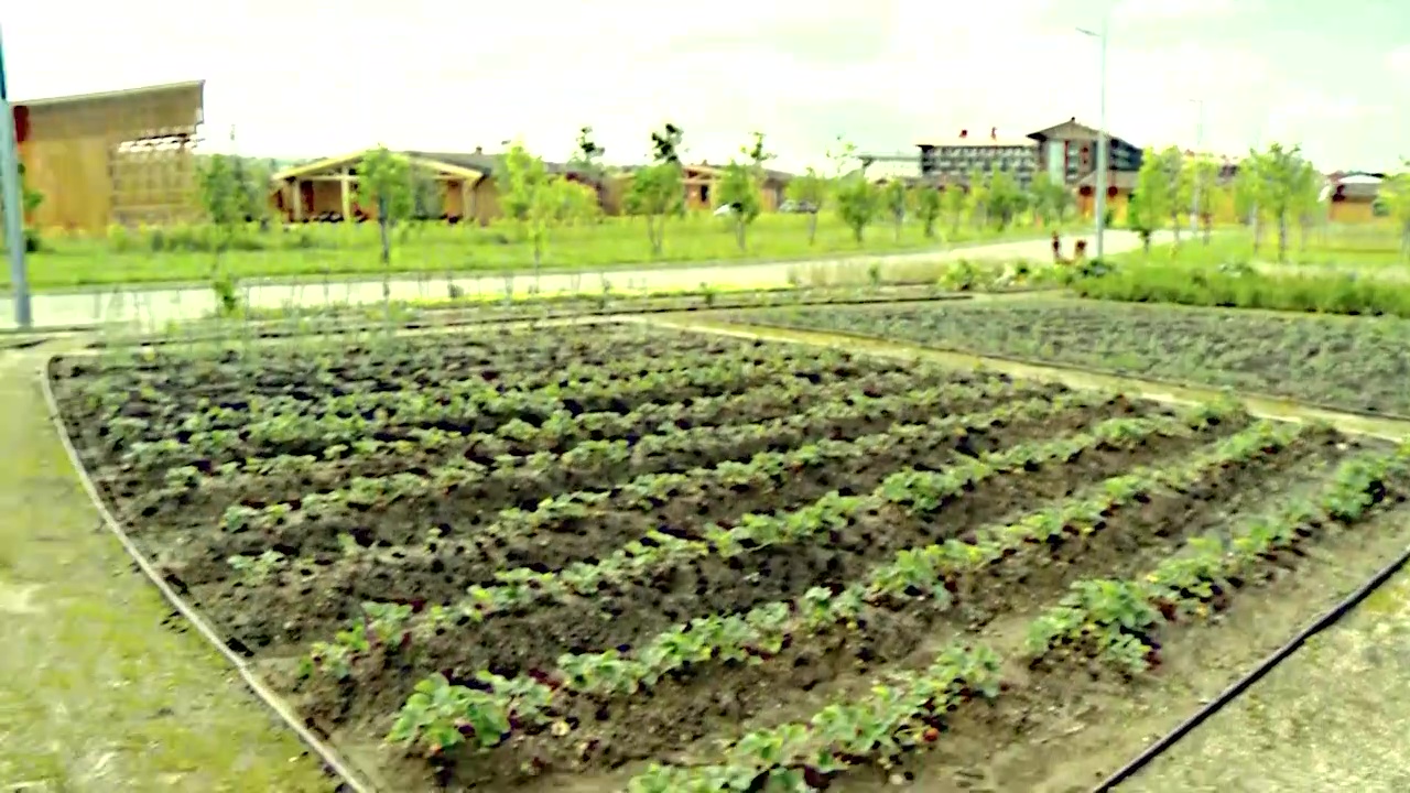 Утреннее шоу «Овсянка» от 19.08.20: делимся секретами садоводства в нашей новой рубрике