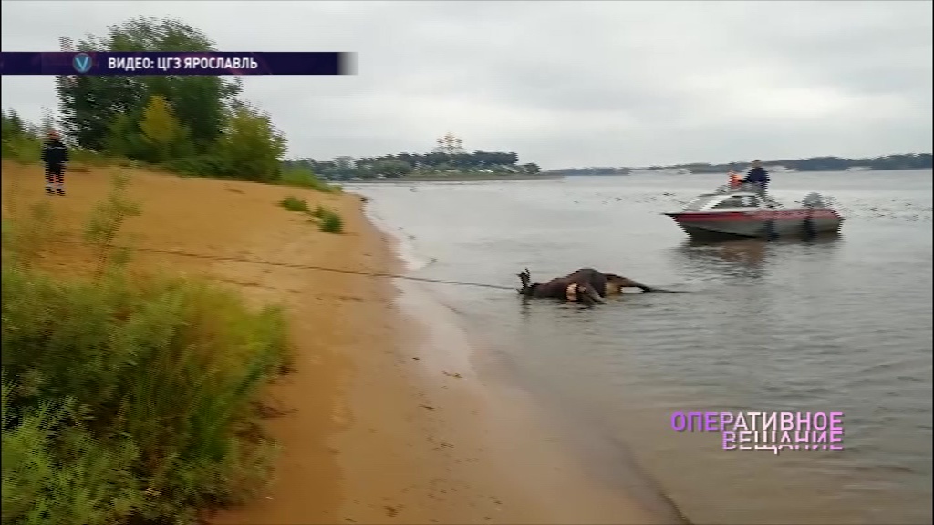 Не смог переплыть реку: из Волги выловили тушу лося