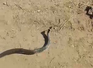 В Ярославле все чаще стали появляться змеи