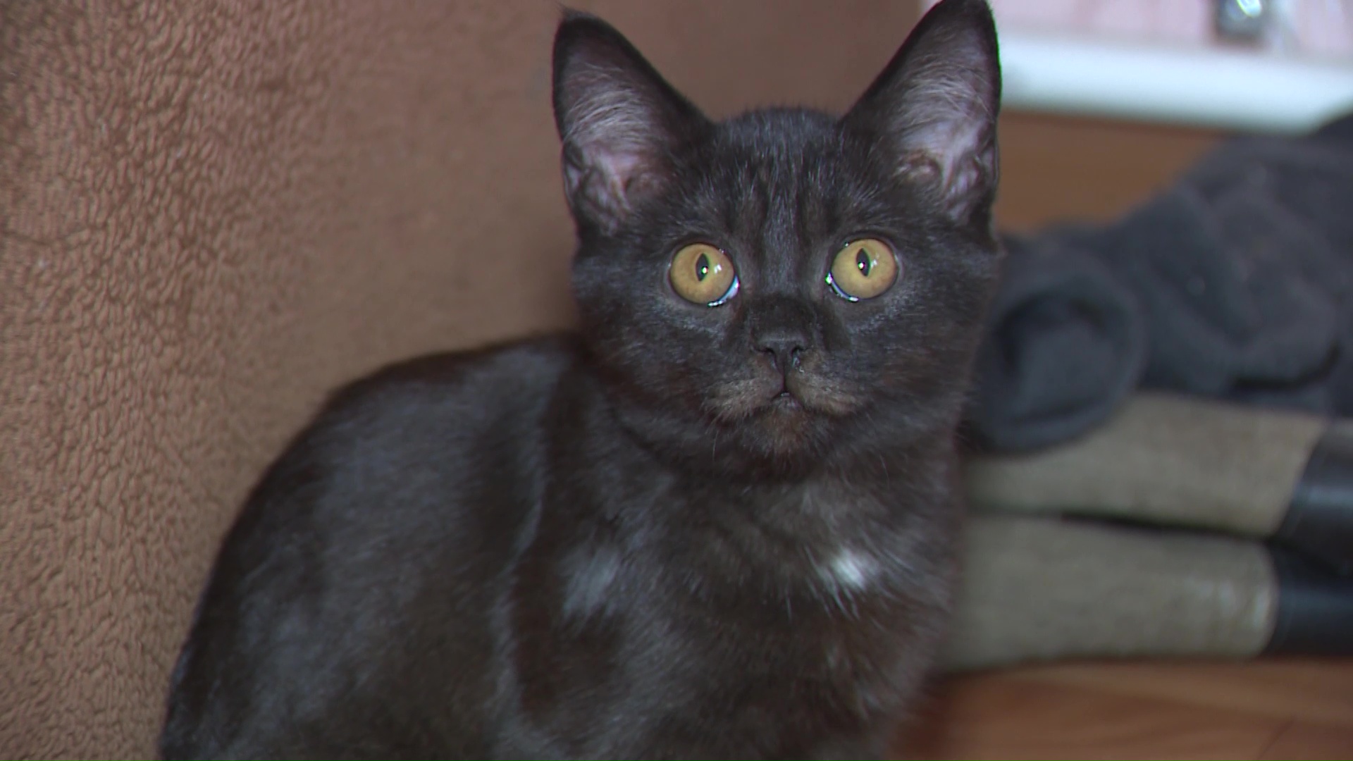 Россияне поделились, почему важна поправка в Конституции о защите животных