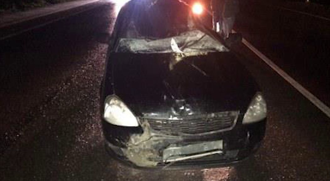 Молодой водитель снес лося под Ярославлем
