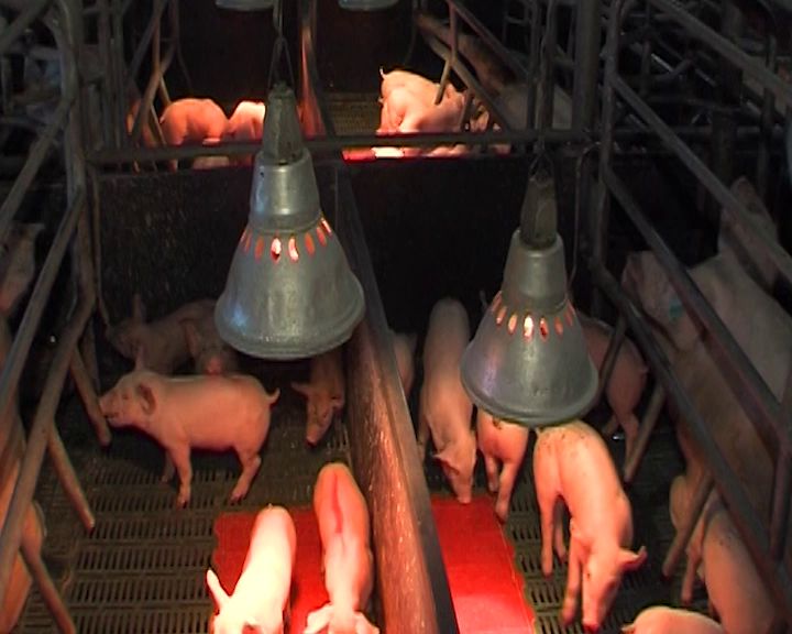 Вирус африканской чумы может добраться до Ярославской области