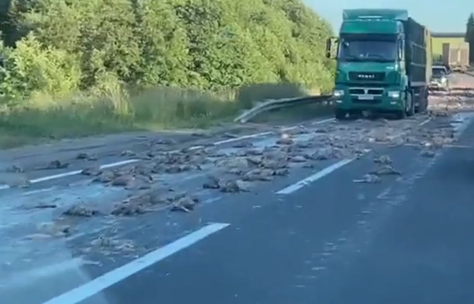В Ярославской области на асфальте нашли сотни мертвых куриц