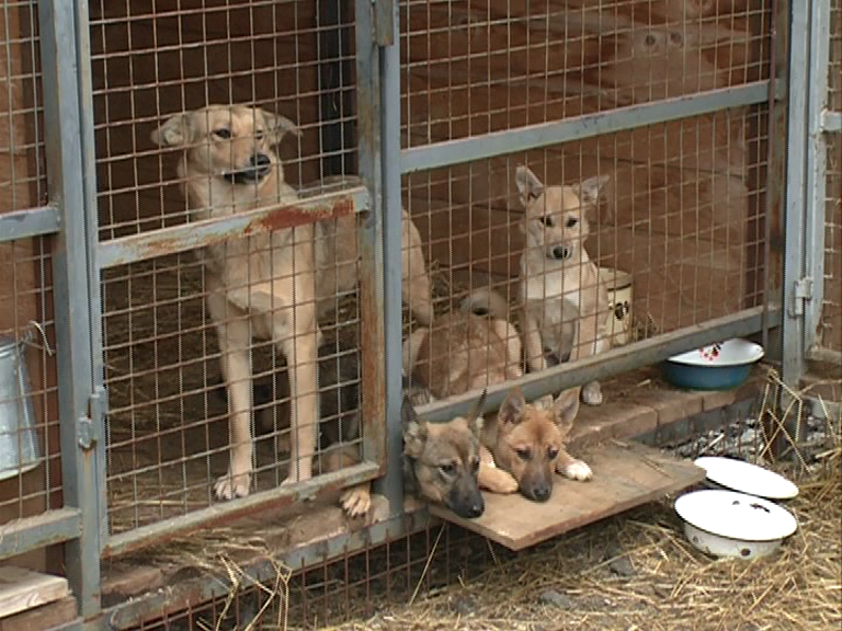 В Ярославле пройдет аукцион по отлову и содержанию бездомных животных