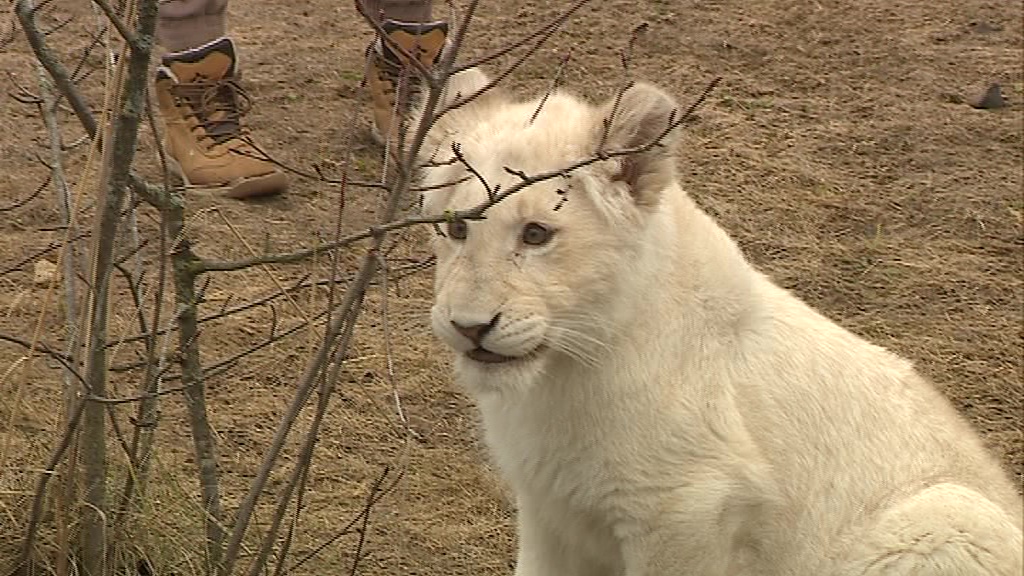 Маленькую львицу Лавину выпустили в открытый вольер