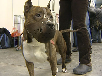 Собачьи соревнования