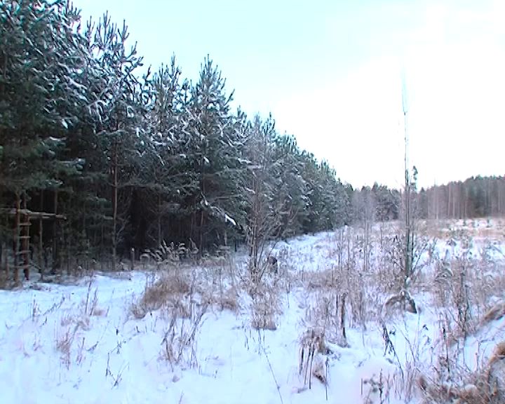 В Ярославской области за самостоятельную вырубку елей придется заплатить большой штраф