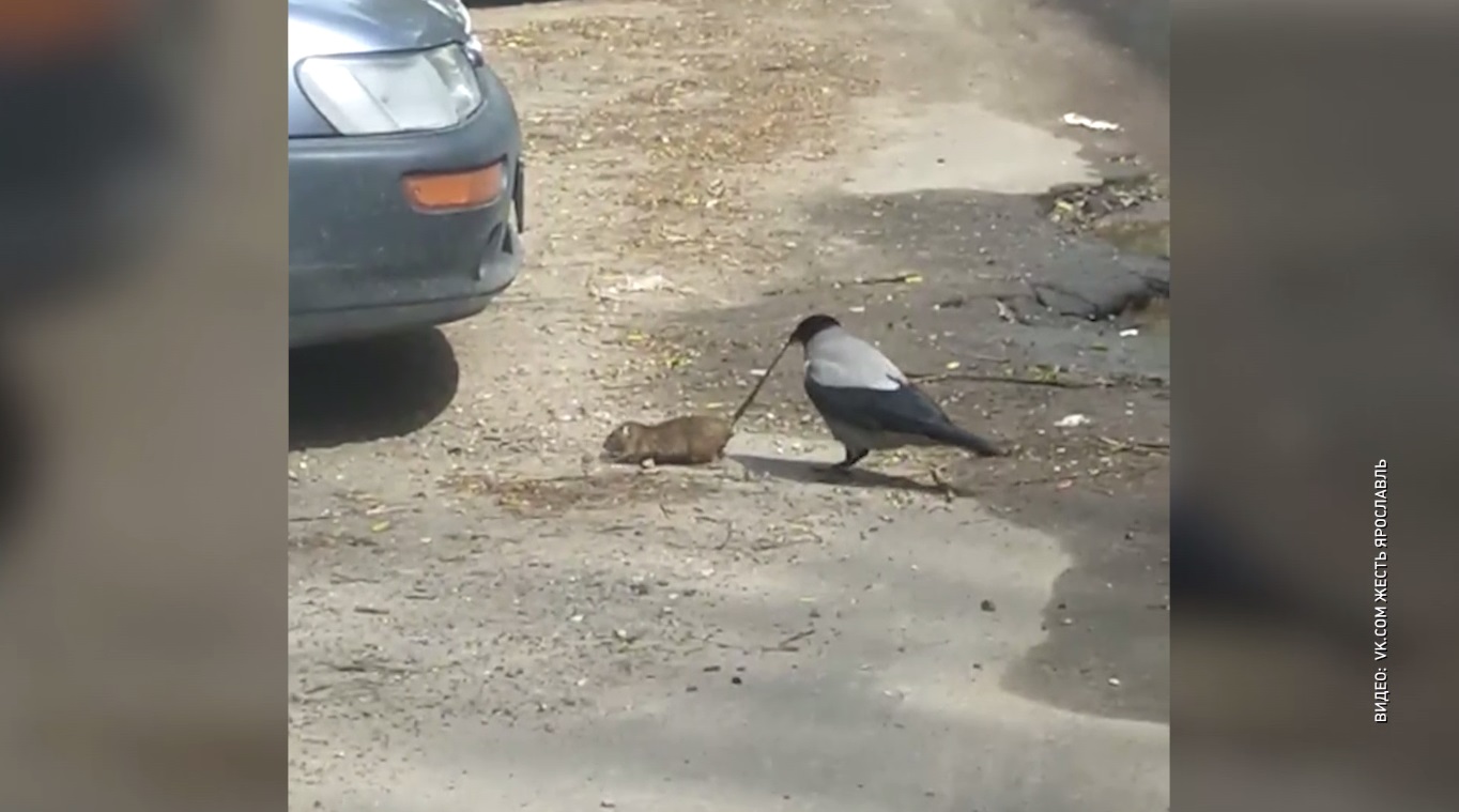 Ярославцы сняли на видео забавных ворону и крысу