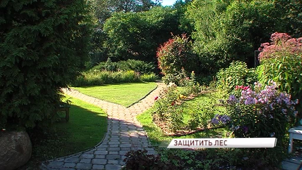 В Ярославле депутаты областной думы обсудили развитие лесного хозяйства