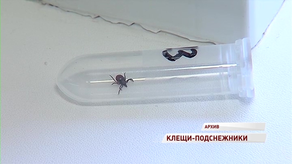 Из-за аномально теплой погоды в России проснулись клещи