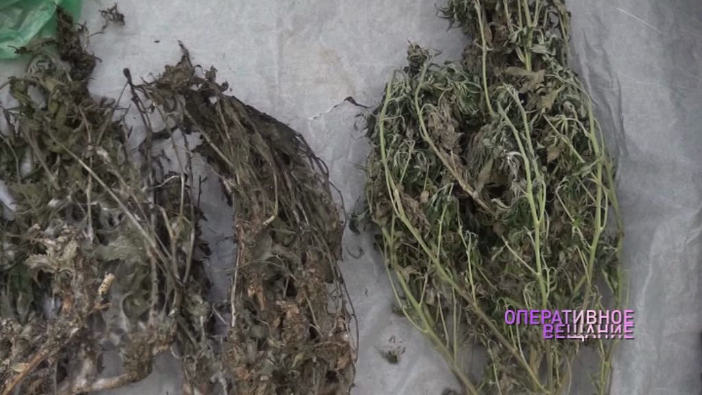 Житель Рыбинска в квартире выращивал марихуану