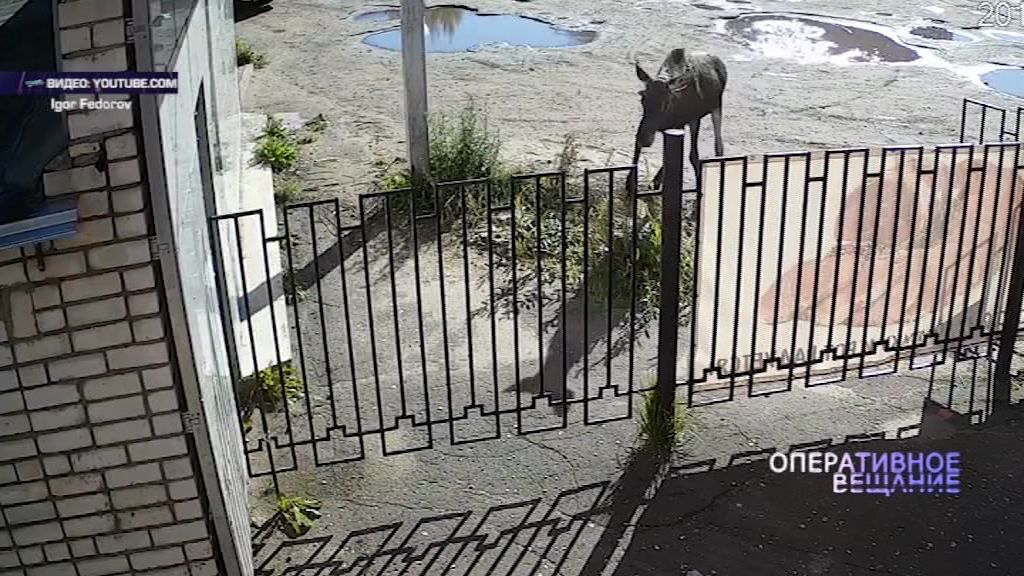 ВИДЕО: В Тутаеве лось снес ограду магазина