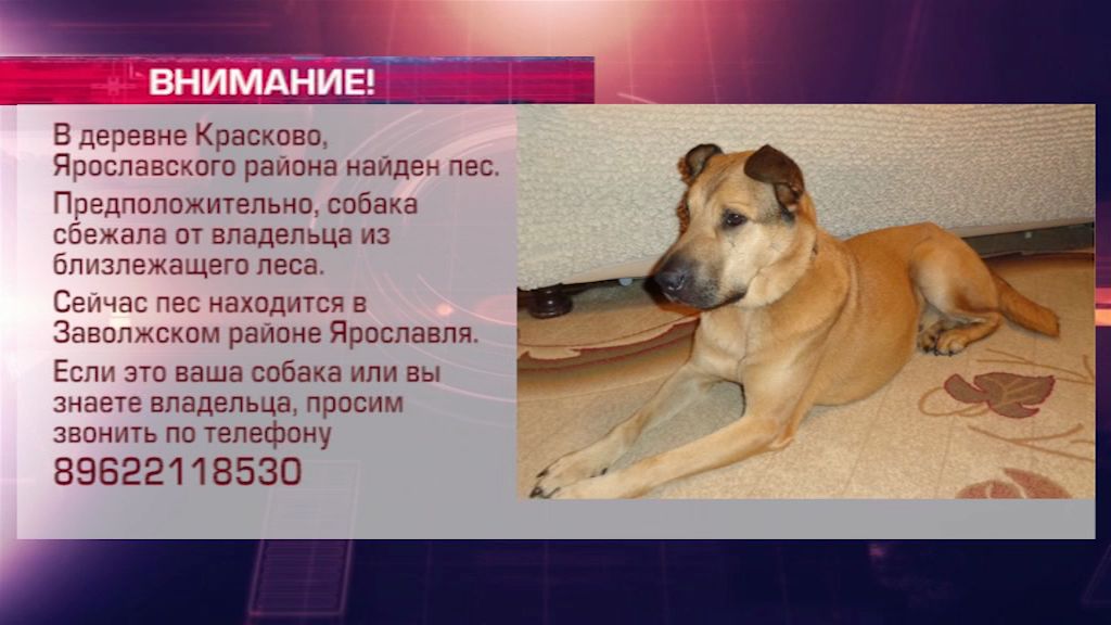 В Ярославском районе нашли потерявшуюся от хозяина собаку