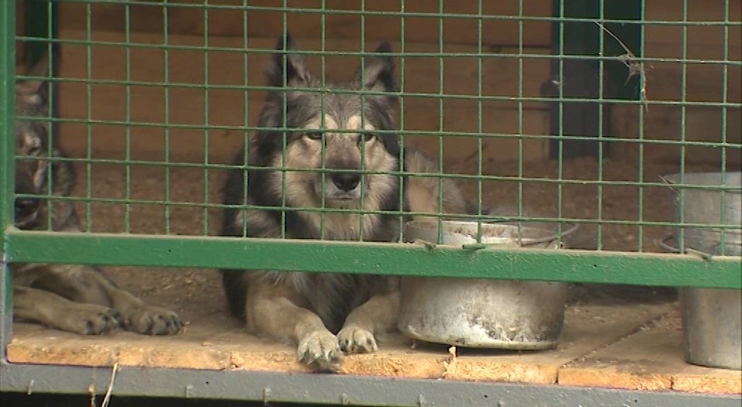 В ярославском питомнике прошла традиционная раздача бездомных собак