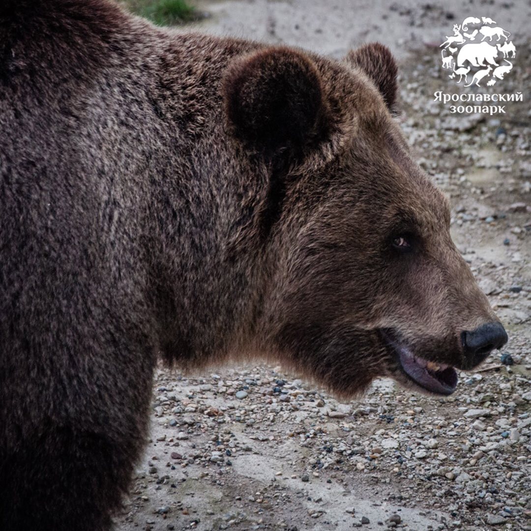 Весне дорогу: в ярославском зоопарке проснулись медведи