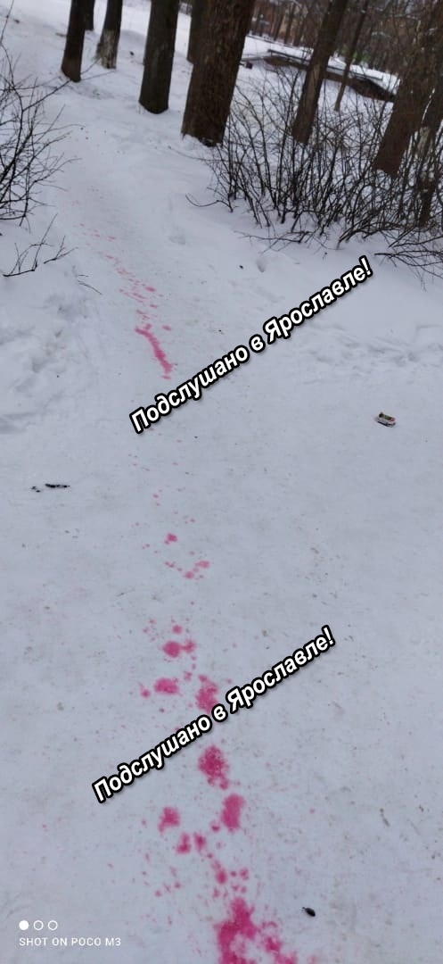 Ярославцы предупреждают собаководов об опасности