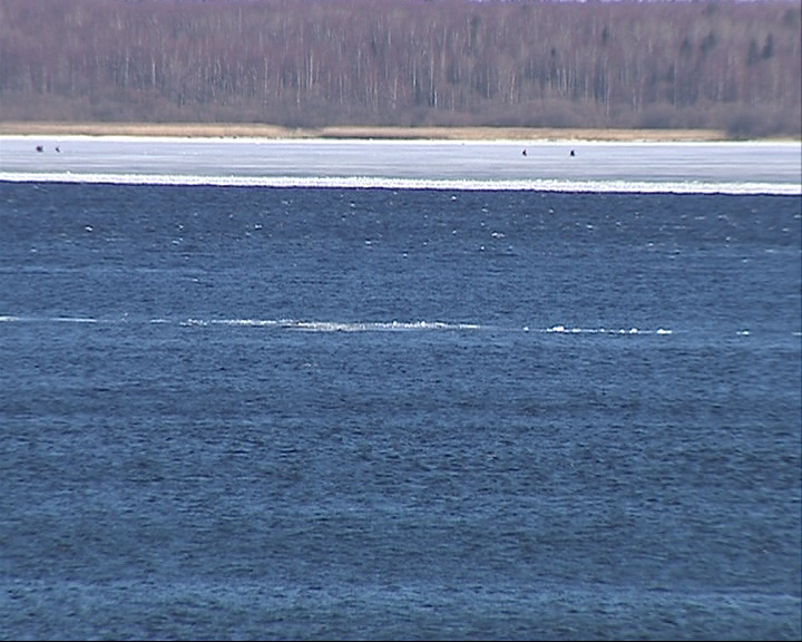 Низкий уровень воды грозит сокращением количества рыбы