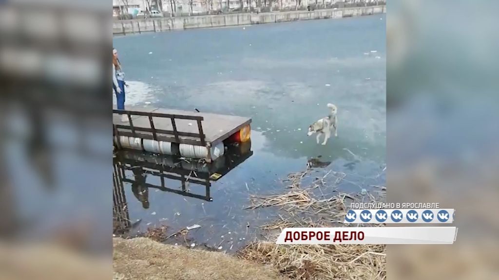 Ярославские подростки спасли собаку от гибели