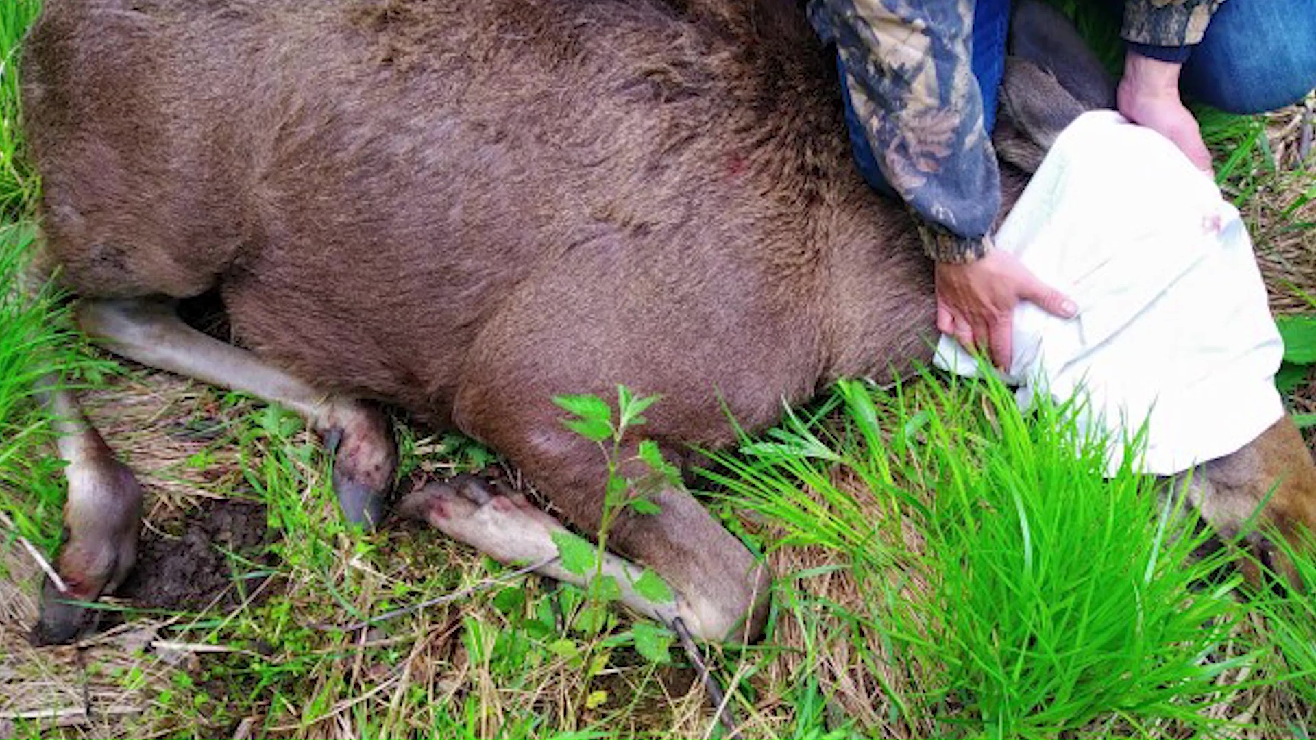 Очередного лося, забредшего в Ярославль, вернули в лес