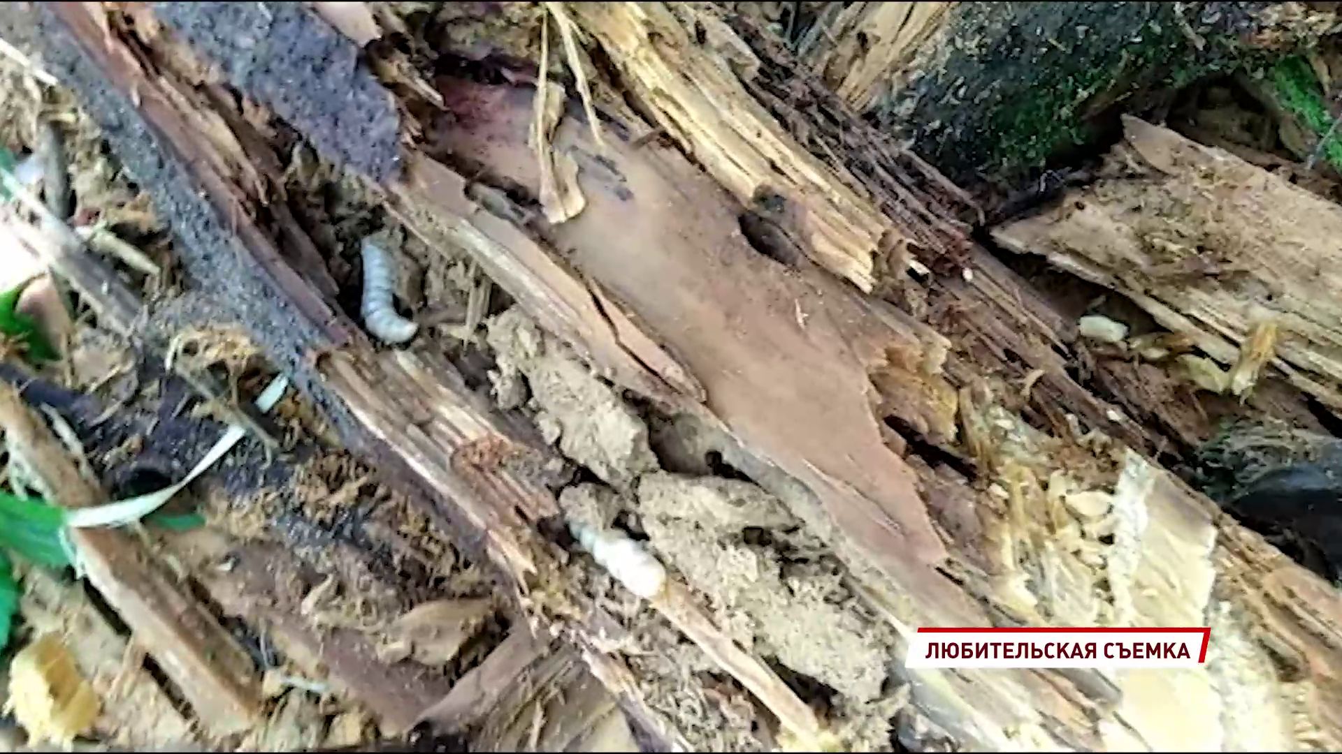 На Ярославский регион напал паразит: объявлен карантин