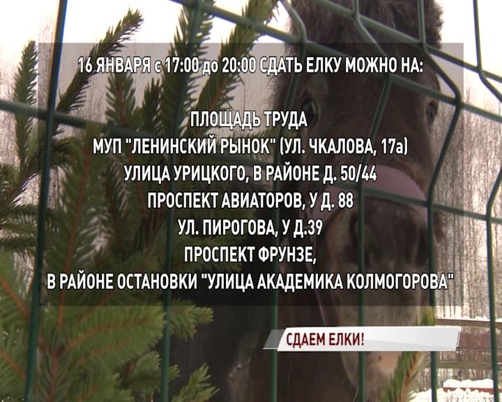 В разных районах Ярославля можно сдать елку для зоопарка