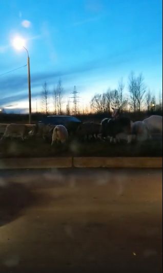 Мяса не надо? Автолюбители засняли стадо овец на Окружной дороге