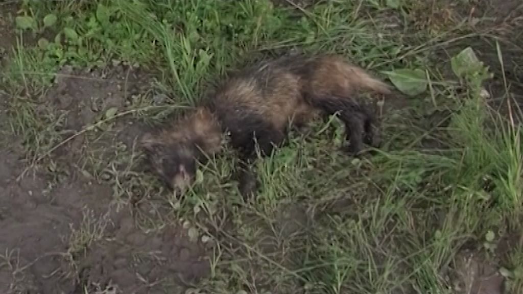С начала октября в Ярославской области зафиксировали два случая бешенства