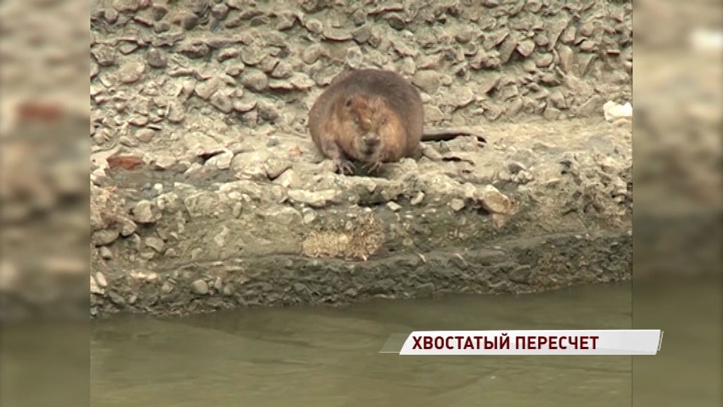 В Ярославской области посчитали бобров, барсуков и медведей