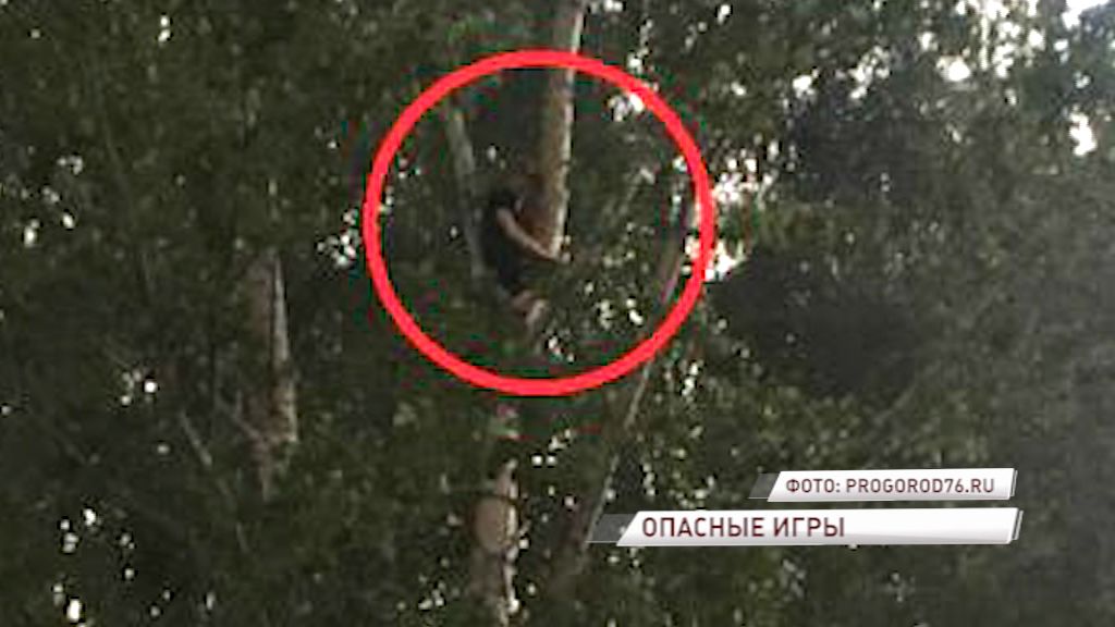 Заволгой 13-летний парень просидел на дереве несколько часов