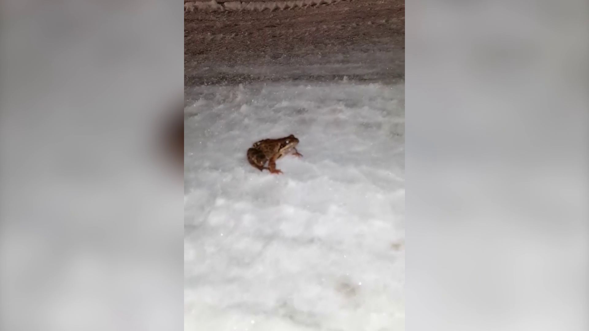 В Ярославле лягушка прогулялась по заснеженной дороге