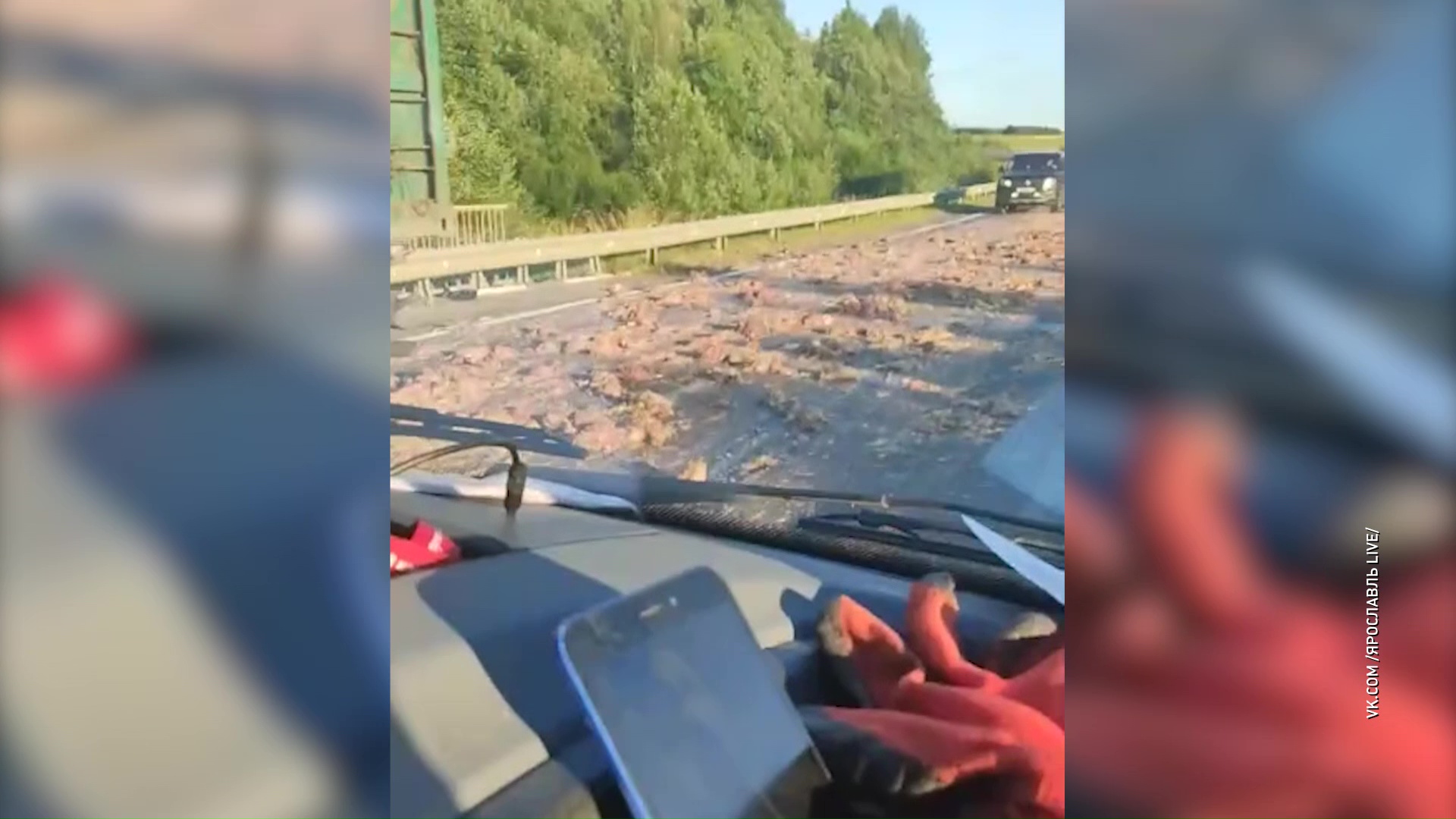 Километры фарша из птичьих трупов: в Гаврилов-Ямском районе по дороге раскатали мертвых куриц