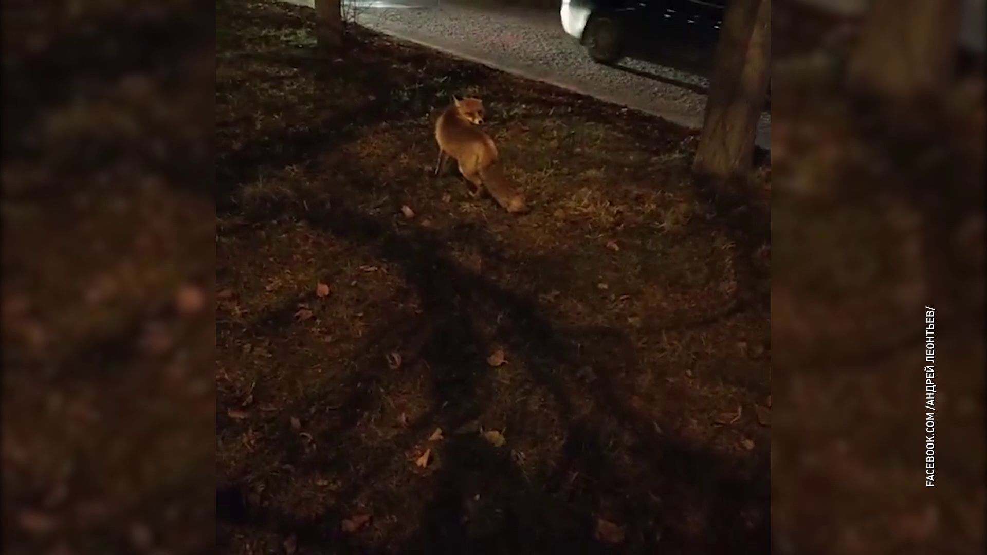 В центре Ярославля прогулялась лиса