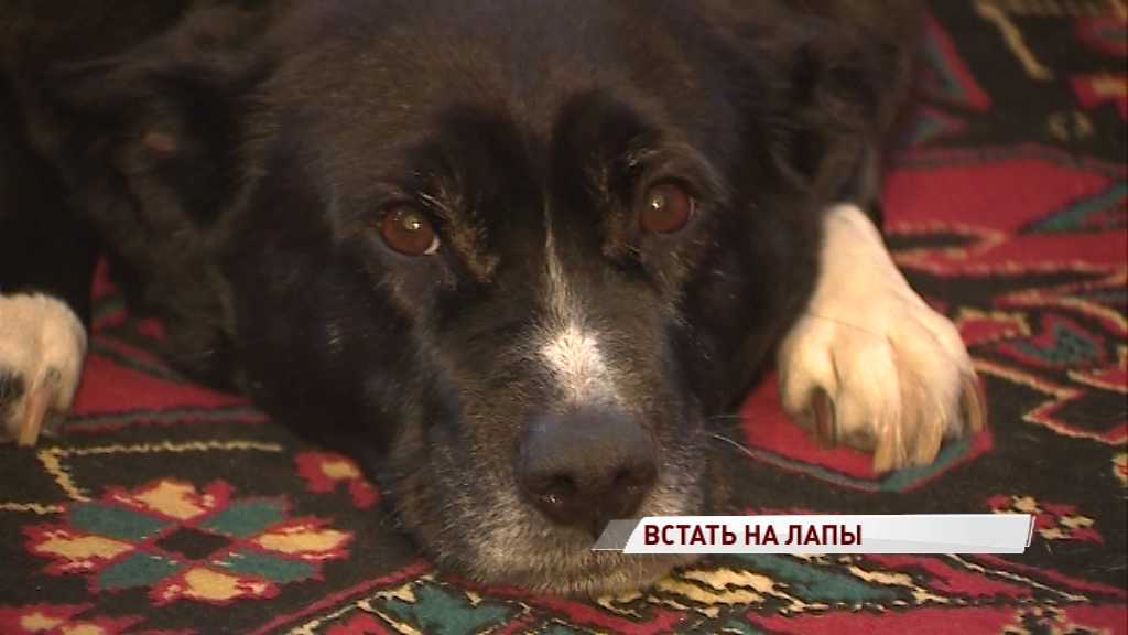 Любовь сильнее приговора врачей: как ярославна помогла собаке снова встать на лапы