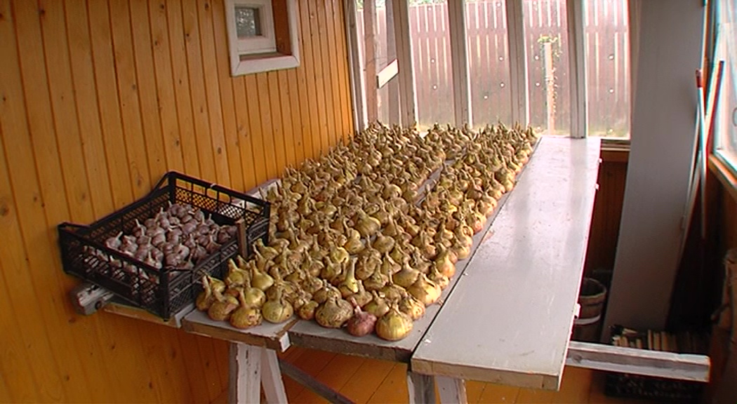 Нет лета – нет урожая? Дачники рассказали, как спасают овощи на участках в холодную погоду