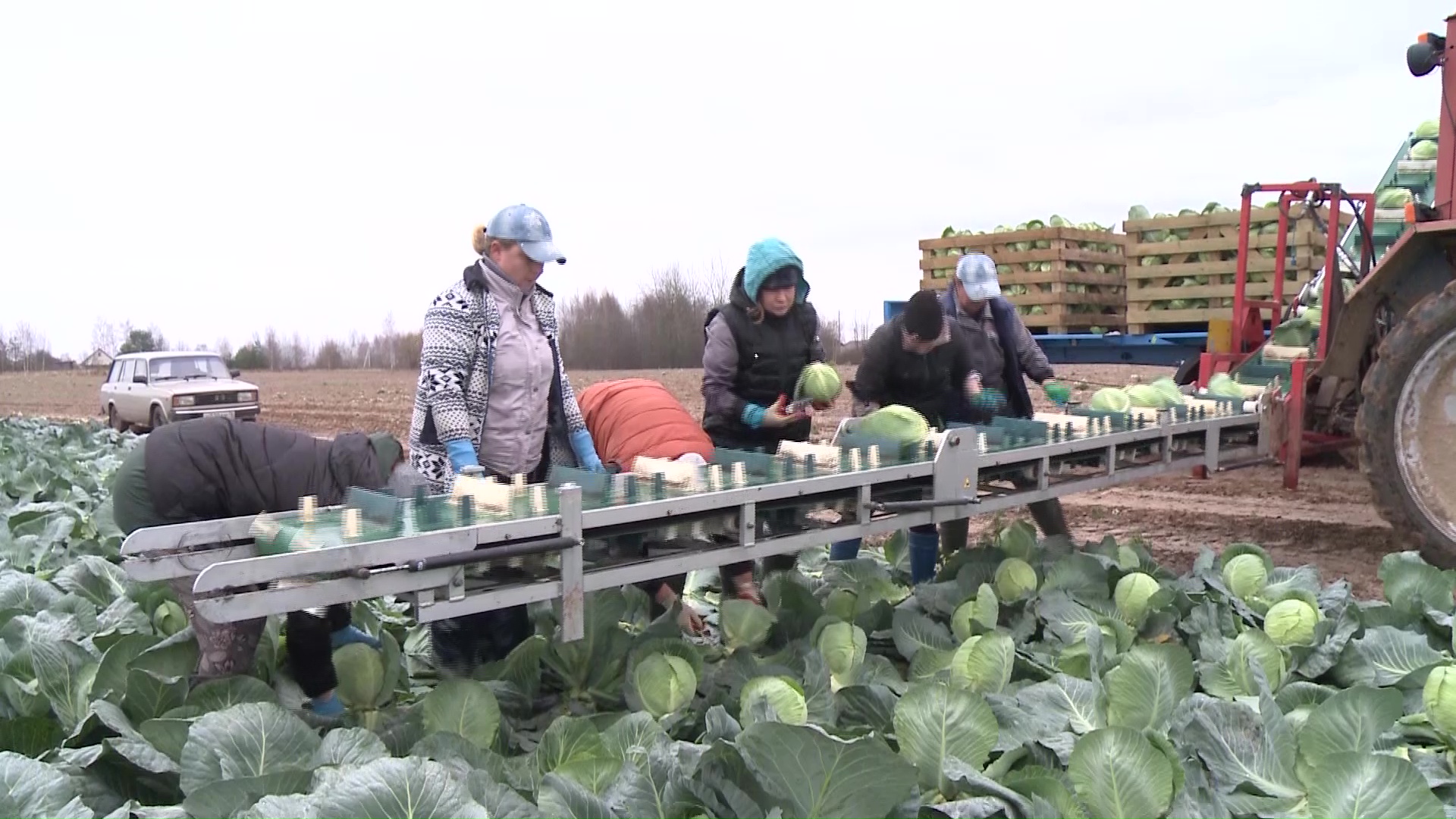 Урожайность в Ярославской области выросла на 21 процент по сравнению с прошлым годом