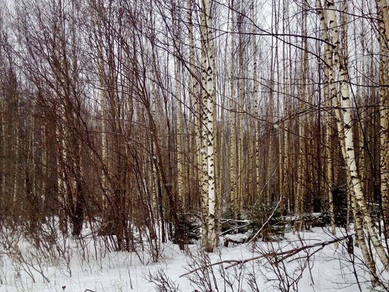 В Ярославской области проверят целевое использование 1300 земельных участков