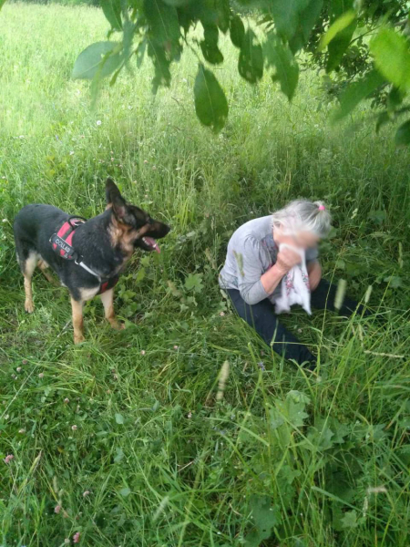 Под Переславлем собака нашла заблудившуюся пенсионерку