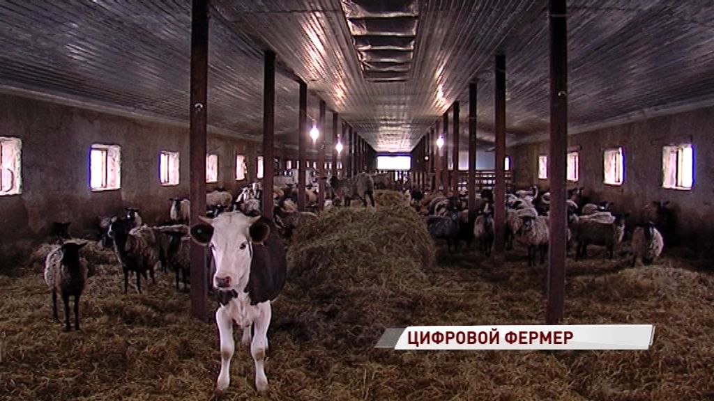 Ярославцы представят проект удаленного выращивания скота на московской агровыставке