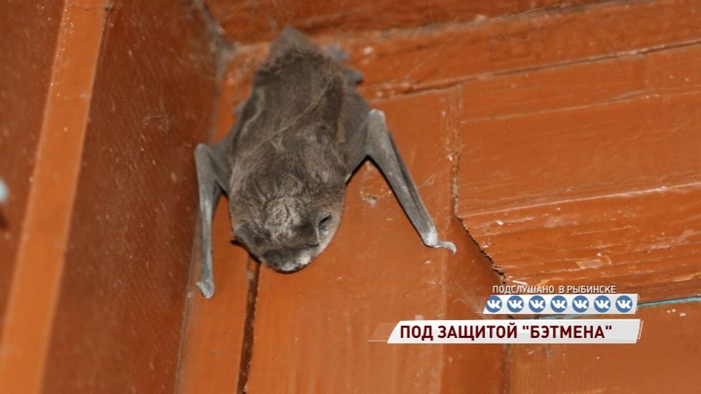 Летучая мышь впала в спячку прямо в подъезде жилого дома